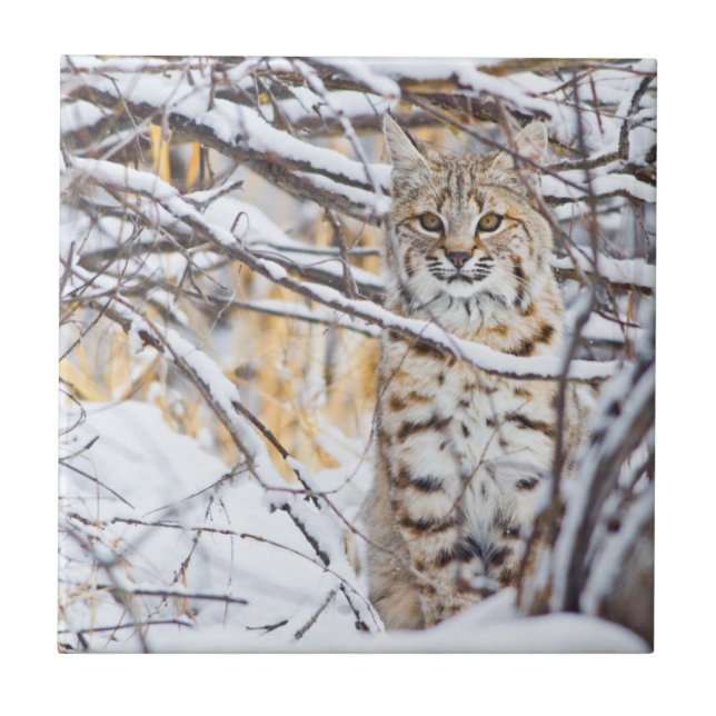 USA, Wyoming, Rotluchs Fliese (Vorderseite)