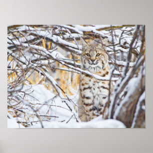 USA, Wyoming, Rotluchs Poster