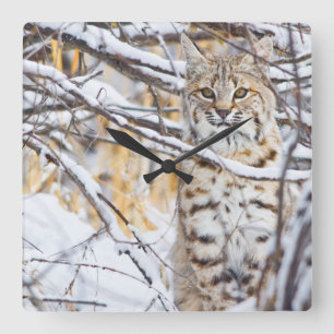 USA, Wyoming, Rotluchs Quadratische Wanduhr