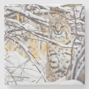 USA, Wyoming, Rotluchs Steinuntersetzer