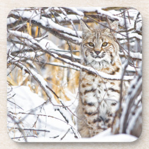 USA, Wyoming, Rotluchs Untersetzer