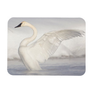USA, Wyoming, Trompeter-Schwan streckt Flügel Magnet
