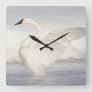 USA, Wyoming, Trumpeter Swan stretches wings Quadratische Wanduhr