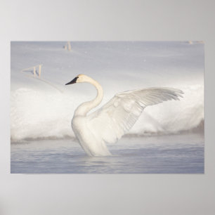 USA, Wyoming, Trumpeter Swan zieht Flügel Poster