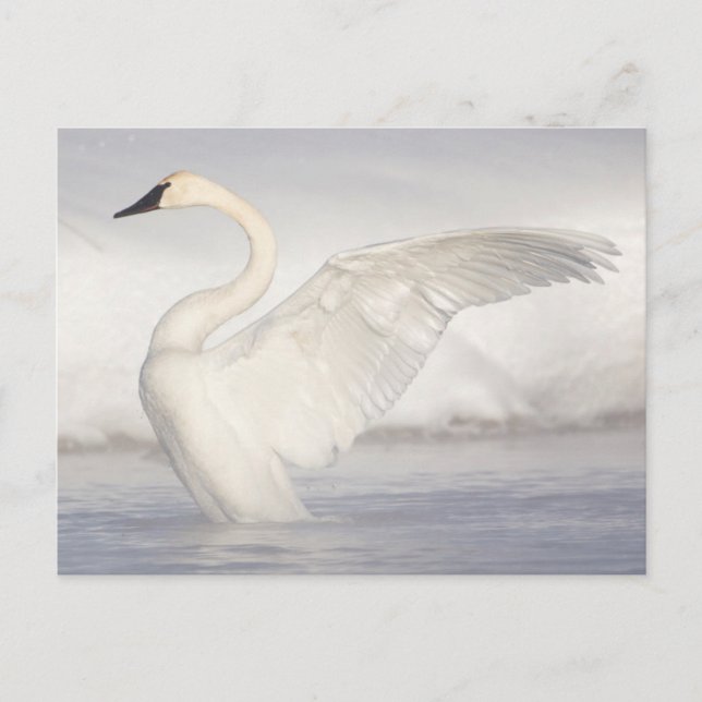 USA, Wyoming, Trumpeter Swan zieht Flügel Postkarte (Vorderseite)