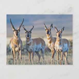 USA, Wyoming, Vier Pronghorn-Antilopenböcke Postkarte