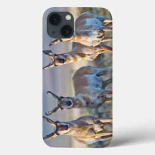 USA, Wyoming, vier Pronghorn Antilopendollars Case-Mate iPhone Hülle