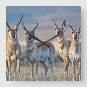 USA, Wyoming, vier Pronghorn Antilopendollars Quadratische Wanduhr