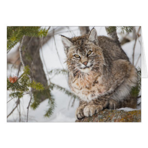 USA, Wyoming, Yellowstone National Park, Bobcat