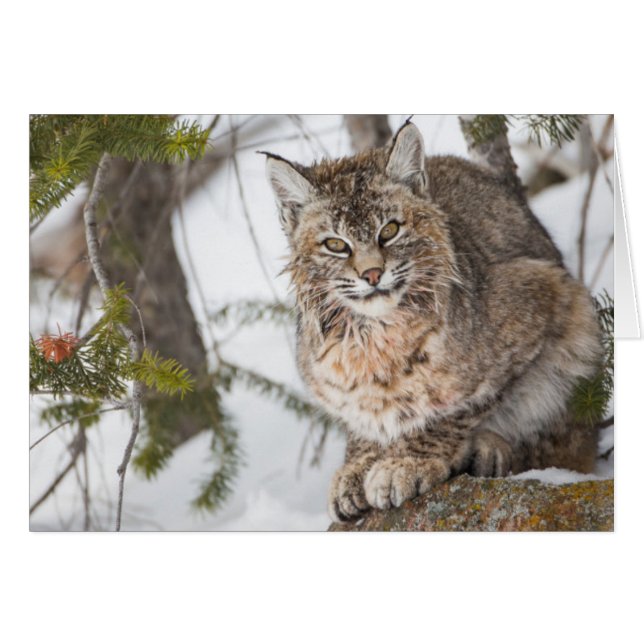 USA, Wyoming, Yellowstone National Park, Bobcat (Vorderseite (Horizontal))