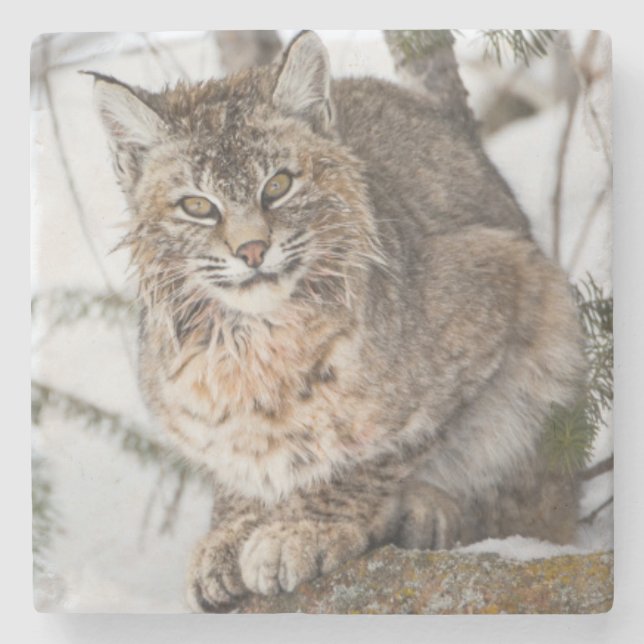USA, Wyoming, Yellowstone National Park, Bobcat Steinuntersetzer (Vorderseite)