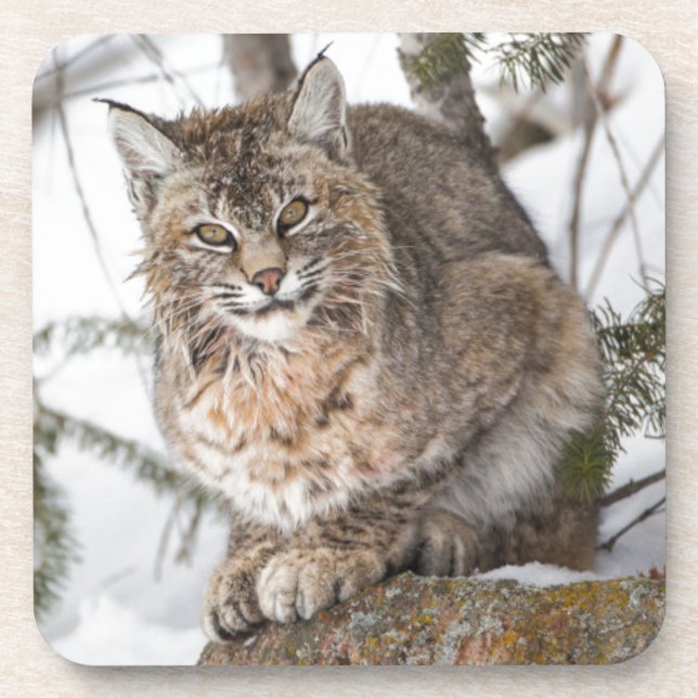 USA, Wyoming, Yellowstone National Park, Bobcat Untersetzer (Vorderseite)