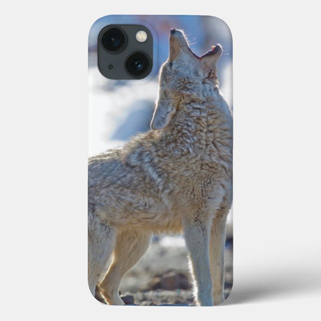 USA, Wyoming, Yellowstone National Park, Coyote Case-Mate iPhone Hülle (Rückseite)