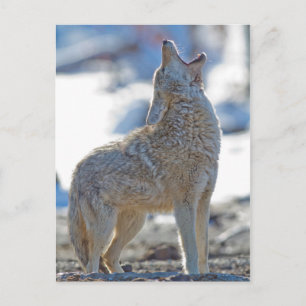 USA, Wyoming, Yellowstone National Park, Coyote Postkarte