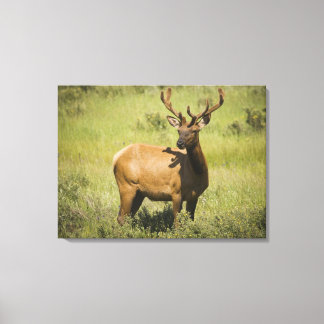 USA, Wyoming, Yellowstone National Park, Elk Leinwanddruck