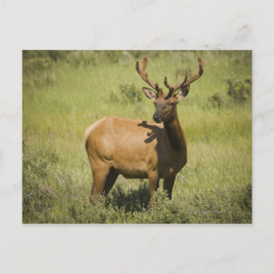 USA, Wyoming, Yellowstone National Park, Elk Postkarte