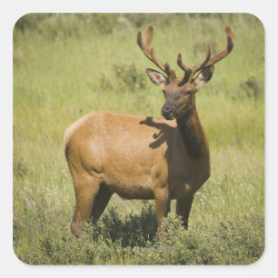 USA, Wyoming, Yellowstone National Park, Elk Quadratischer Aufkleber