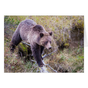 USA, Wyoming, Yellowstone National Park, Grizzy 1