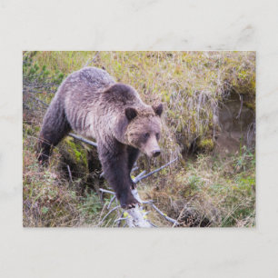 USA, Wyoming, Yellowstone National Park, Grizzy 1 Postkarte