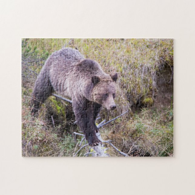 USA, Wyoming, Yellowstone National Park, Grizzy 1 Puzzle (Horizontal)