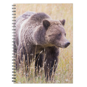 USA, Wyoming, Yellowstone National Park, Grizzy 3 Notizblock