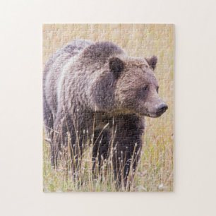 USA, Wyoming, Yellowstone National Park, Grizzy 3 Puzzle