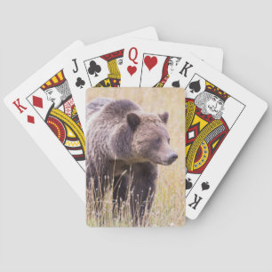 USA, Wyoming, Yellowstone National Park, Grizzy 3 Spielkarten