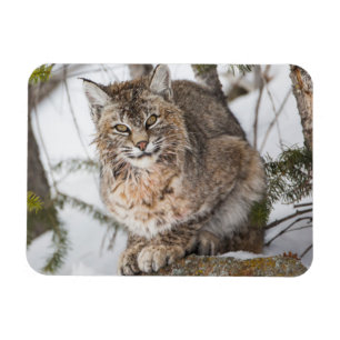 USA, Wyoming, Yellowstone-Nationalpark, Bobcat Magnet