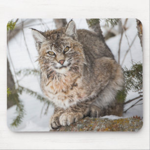USA, Wyoming, Yellowstone-Nationalpark, Bobcat Mousepad