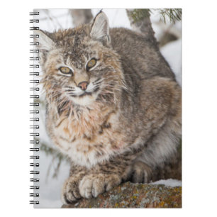 USA, Wyoming, Yellowstone-Nationalpark, Bobcat Notizblock