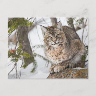 USA, Wyoming, Yellowstone-Nationalpark, Bobcat Postkarte