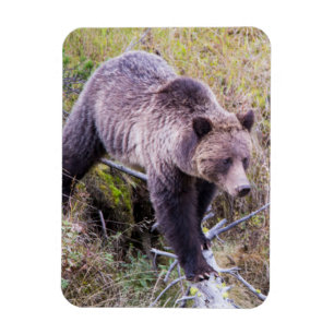 USA, Wyoming, Yellowstone-Nationalpark, Grizzly 1 Magnet