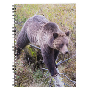 USA, Wyoming, Yellowstone-Nationalpark, Grizzly 1 Notizblock