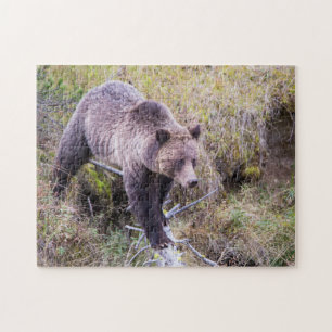 USA, Wyoming, Yellowstone-Nationalpark, Grizzly 1 Puzzle