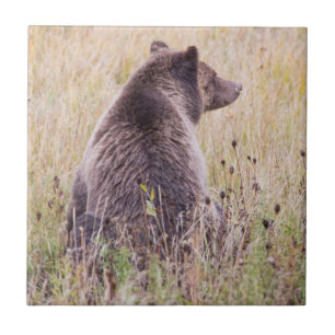 USA, Wyoming, Yellowstone-Nationalpark, Grizzly 2 Fliese