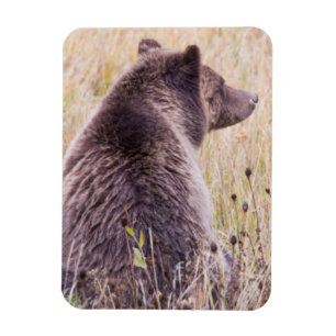 USA, Wyoming, Yellowstone-Nationalpark, Grizzly 2 Magnet