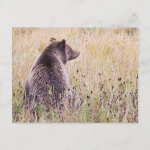 USA, Wyoming, Yellowstone-Nationalpark, Grizzly 2 Postkarte