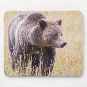 USA, Wyoming, Yellowstone-Nationalpark, Grizzly 3 Mousepad