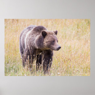 USA, Wyoming, Yellowstone-Nationalpark, Grizzly 3 Poster