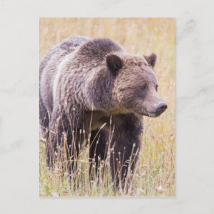 USA, Wyoming, Yellowstone-Nationalpark, Grizzly 3 Postkarte