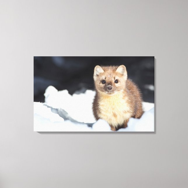 USA, Wyoming, Yellowstone Nationalpark Leinwanddruck (Vorderseite)