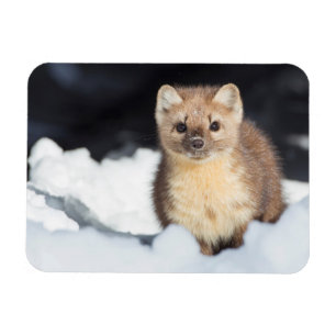 USA, Wyoming, Yellowstone Nationalpark Magnet