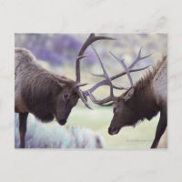 USA, Wyoming, Yellowstone Nationalpark