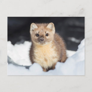 USA, Wyoming, Yellowstone Nationalpark Postkarte