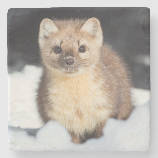 USA, Wyoming, Yellowstone Nationalpark Steinuntersetzer (Vorderseite)