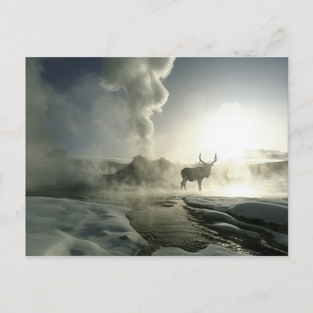 USA, Wyoming, Yellowstone Nationalpark. Sunrise Postkarte (Vorderseite)