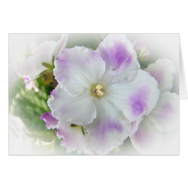 Usambaraveilchen-Blüte (Vorderseite (Horizontal))