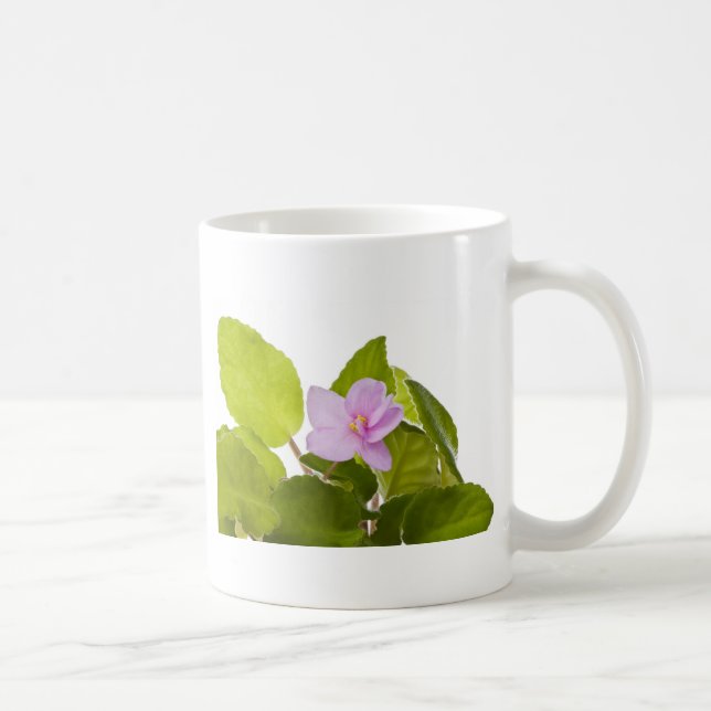 Usambaraveilchen - Saintpaulia ionantha Tasse (Rechts)