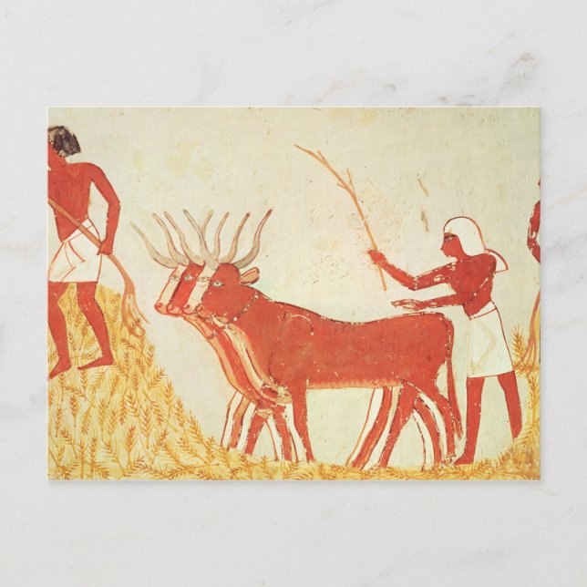 Using cows to trample wheat postkarte (Vorderseite)