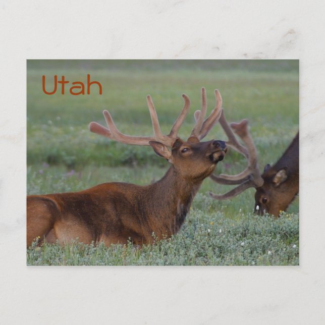 Utah elk Postcard Postkarte (Vorderseite)